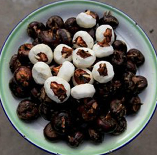 荸薺之旅，探尋內(nèi)心平靜的綠色行情