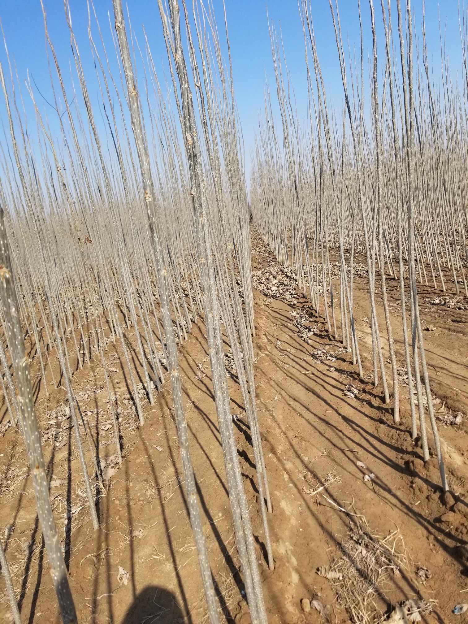 楊樹苗批發(fā)價(jià)格探索之旅，自然美景的探尋與發(fā)現(xiàn)