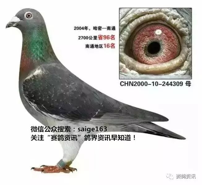 揭秘獨(dú)家自制賽鴿比賽提速藥秘訣，輕松贏在起跑線！