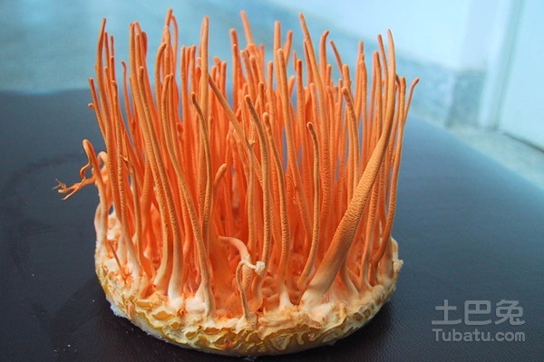 蛹蟲(chóng)草價(jià)格及購(gòu)買指南