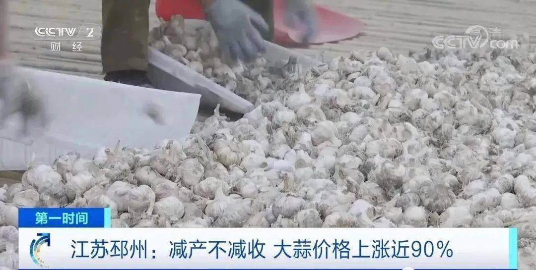 邳州大蒜今日行情更新，新鮮市場動態(tài)解析
