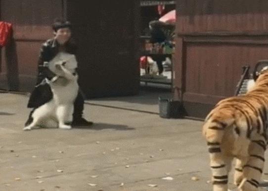 比格犬價(jià)格揭秘，一場(chǎng)友情的溫馨旅程開(kāi)啟愛(ài)與忠誠(chéng)的旅程