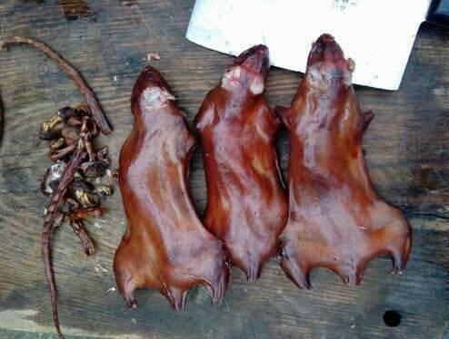 湛江田鼠收購信息與實(shí)現(xiàn)夢想，學(xué)習(xí)變化，自信助力前行