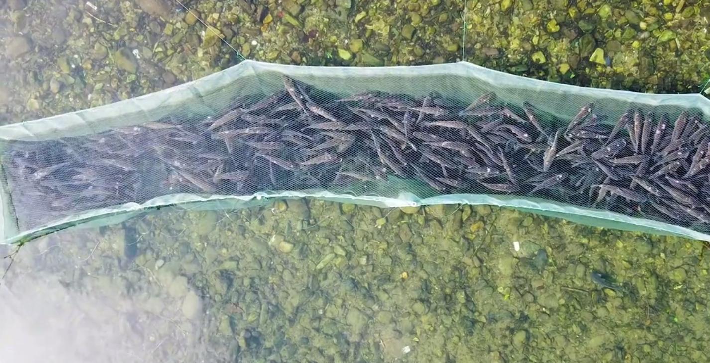 草魚(yú)最新價(jià)格行情及其背后的故事