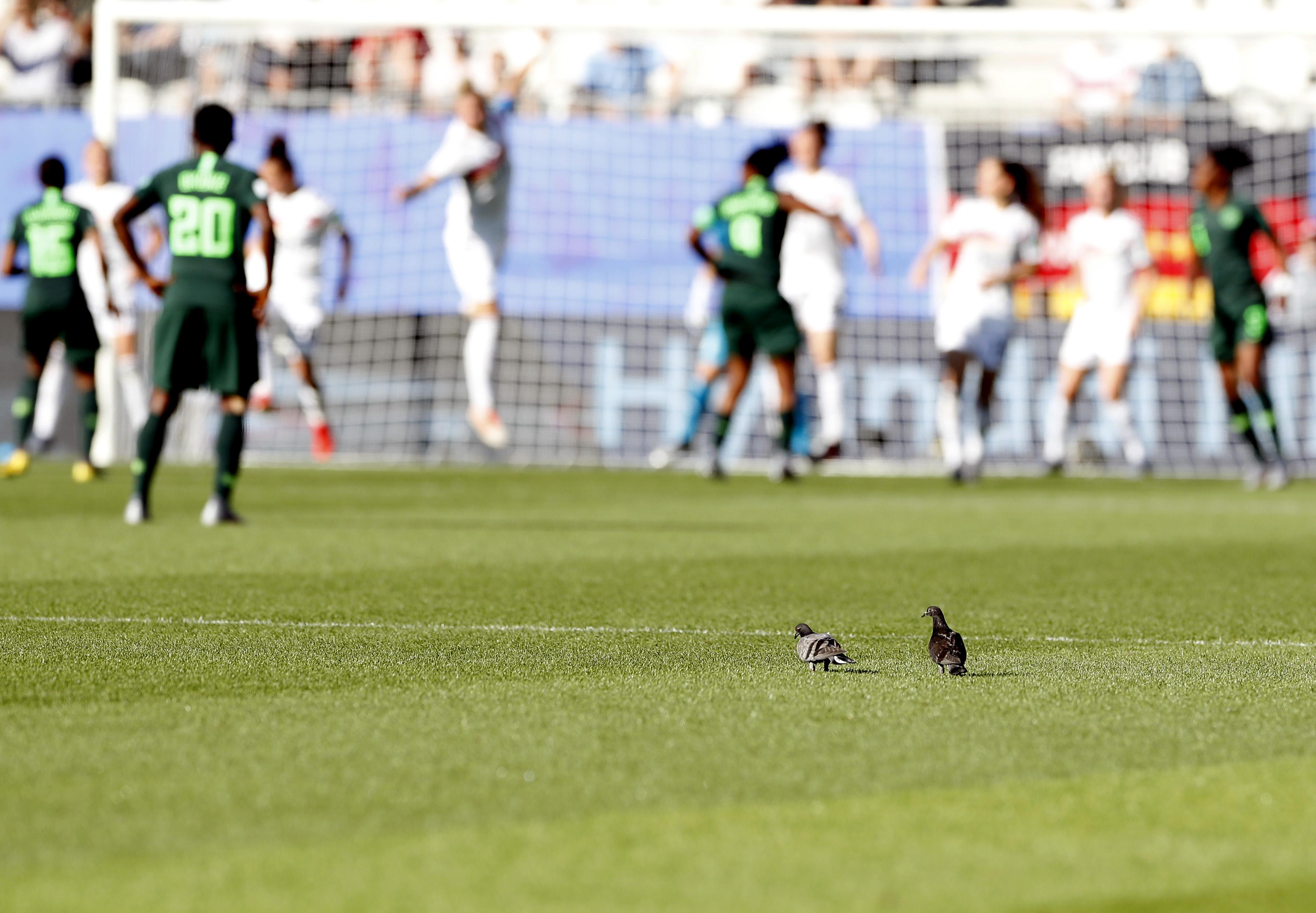 飛翔的夢(mèng)想與現(xiàn)實(shí)，鴿子比賽全程精彩實(shí)錄