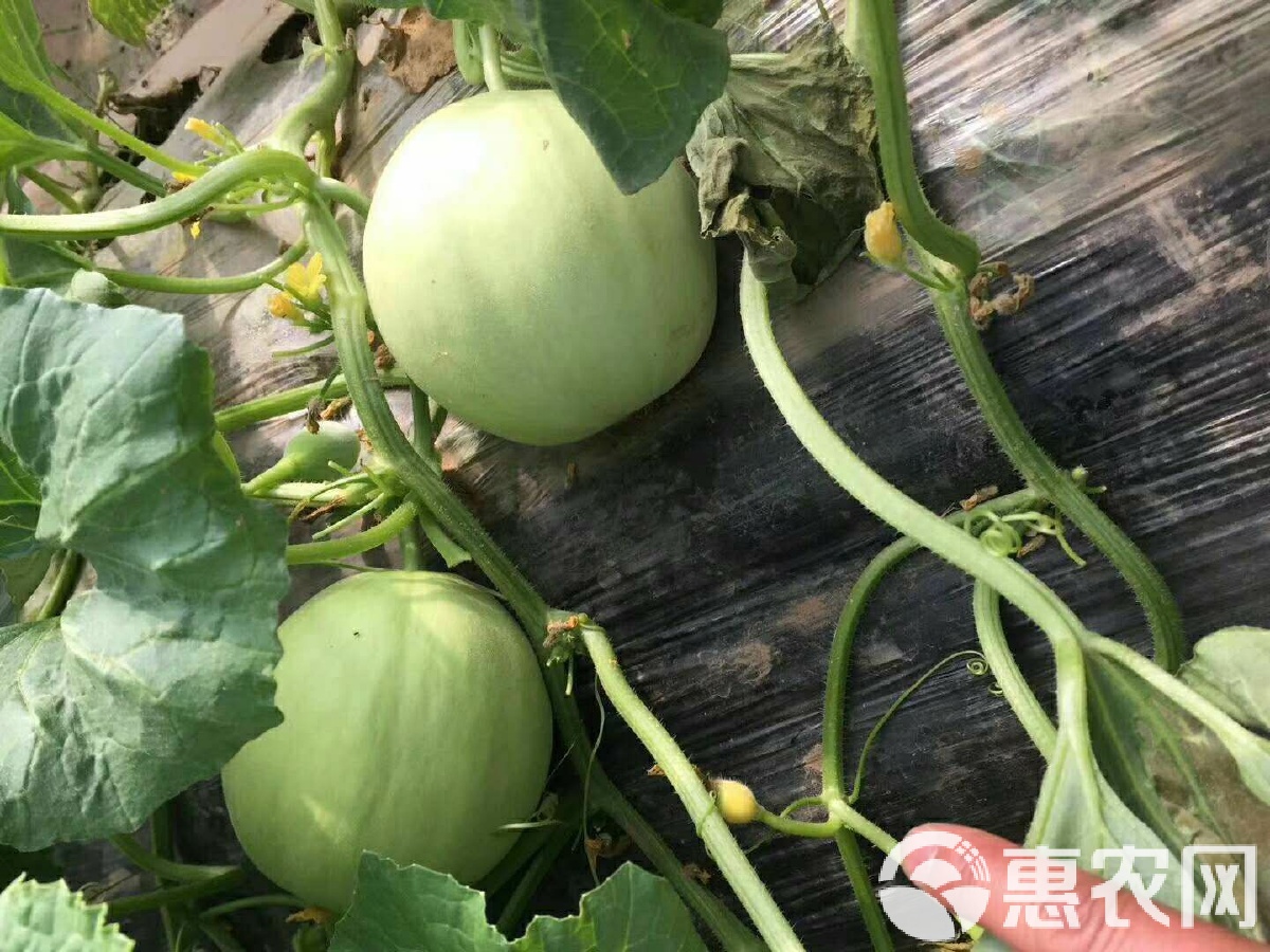 閆良甜瓜行情揭秘，夏日甜瓜情緣與夏日記憶