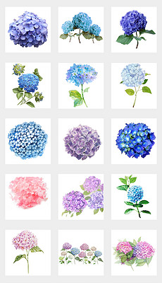 小紅書推薦，繡球花動(dòng)漫的魔法世界