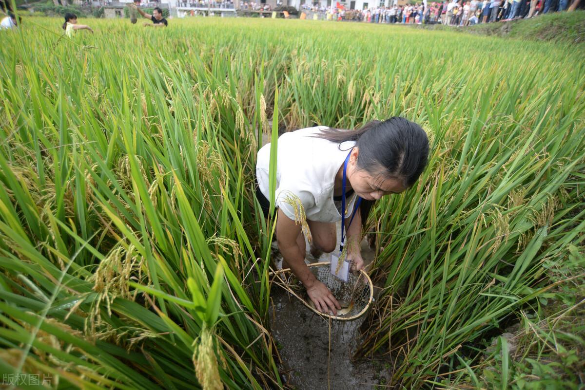 大米行情解析，市場(chǎng)走勢(shì)及影響因素深度剖析