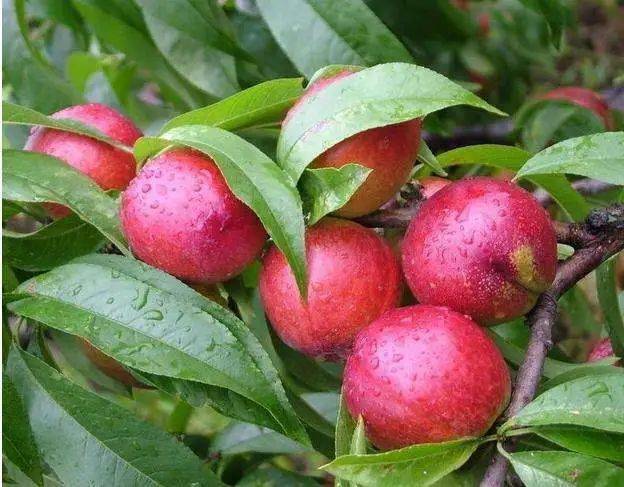 威縣桃行情深度解析，概覽市場(chǎng)趨勢(shì)與前景展望