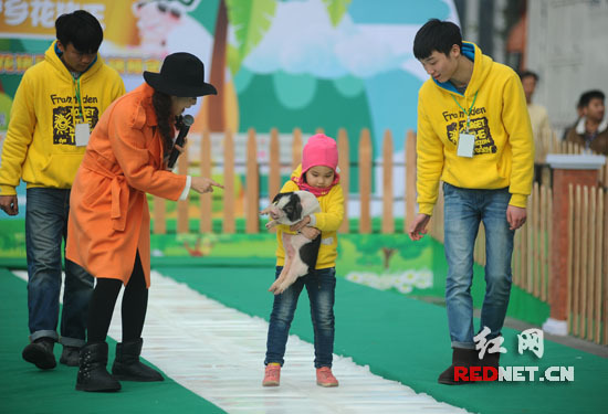 抱豬比賽，歡樂無限，盡享激情時(shí)刻！