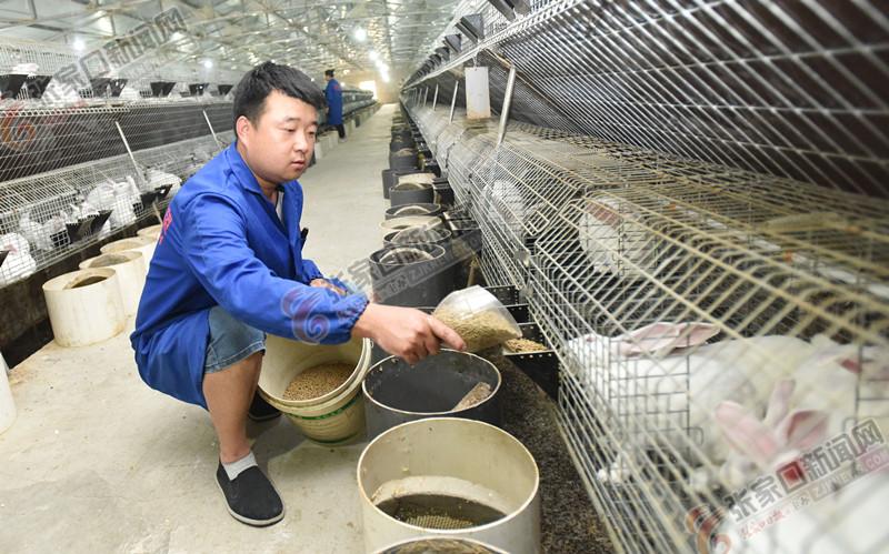 尋找兔場飼養(yǎng)員，最新招聘啟事與小巷特色小店探索之旅