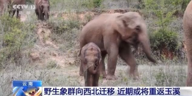 野生象群動(dòng)態(tài)觀(guān)察與研究簡(jiǎn)報(bào)