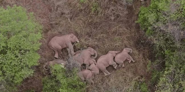 野生象群動(dòng)態(tài)觀(guān)察與研究簡(jiǎn)報(bào)