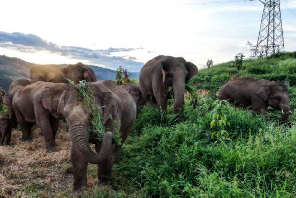 野生象群動(dòng)態(tài)觀(guān)察與研究簡(jiǎn)報(bào)