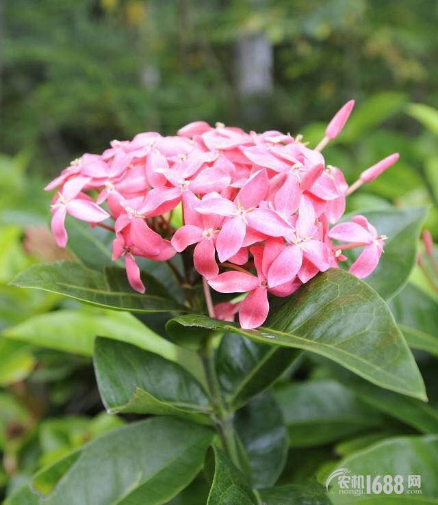 2025澳門(mén)精準(zhǔn)正版免費(fèi)大全,動(dòng)態(tài)解讀分析_云端共享版66.815