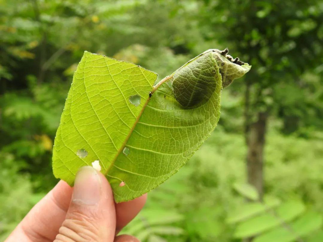 最新野外汽車體驗之旅，駛向自然，探尋內(nèi)心平靜之道