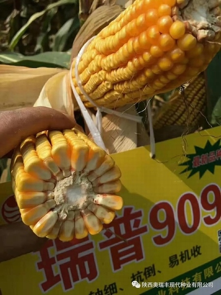 最新國(guó)審瑞普909品種，農(nóng)業(yè)發(fā)展的雙刃劍揭秘