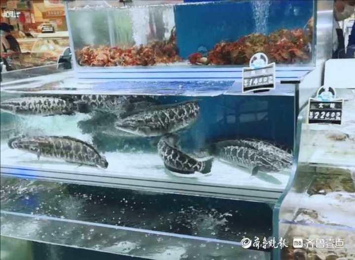 科技賦能生活，智能魚價通——淡水魚價格盡在掌握的新伙伴