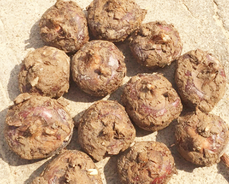 荔浦馬蹄價(jià)格行情新鮮發(fā)布，不容錯(cuò)過(guò)！