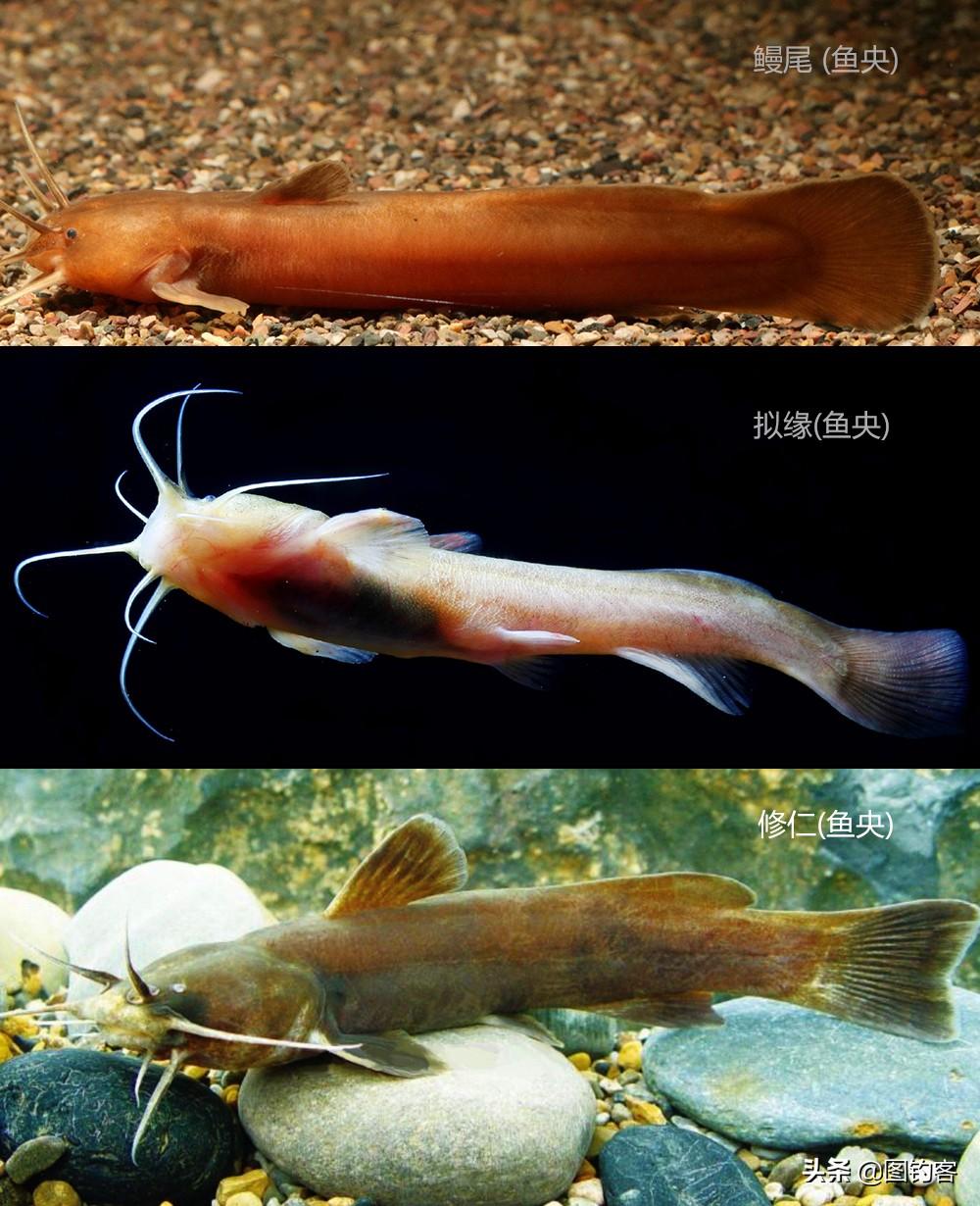 黃顙魚魚苗價(jià)格，歷史背景、現(xiàn)狀與解析