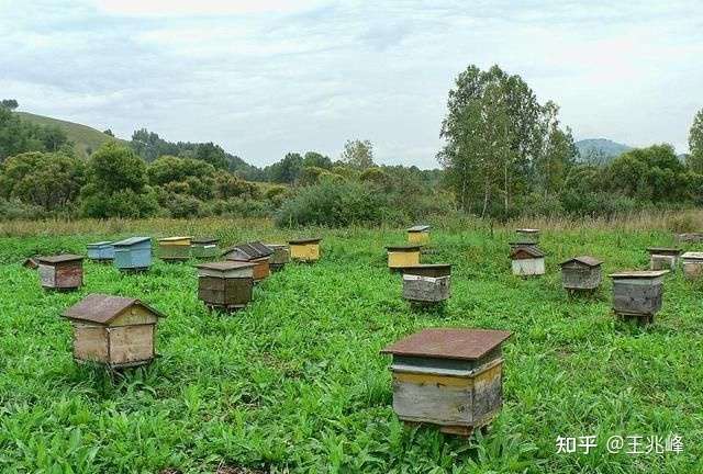 養(yǎng)蜂全步驟指南，把握行情，洞悉養(yǎng)蜂業(yè)發(fā)展趨勢