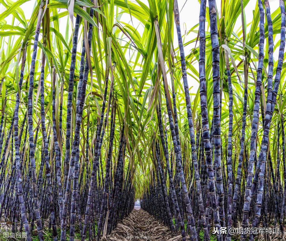 白糖期貨價(jià)格，時(shí)代印記與市場(chǎng)的風(fēng)云變幻