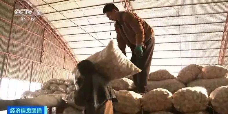 今日金鄉(xiāng)大蒜價格行情，科技引領(lǐng)市場新紀(jì)元