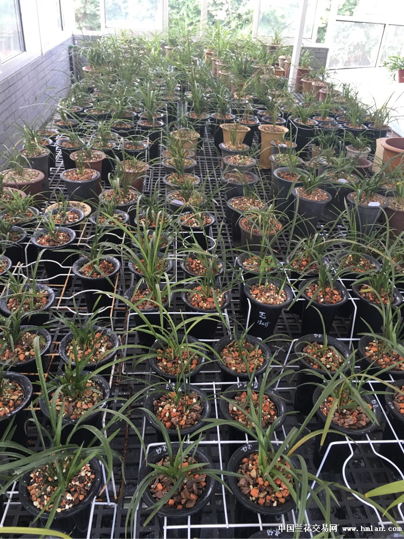 深度洞察2016蘭花市場行情，繁榮背后的故事