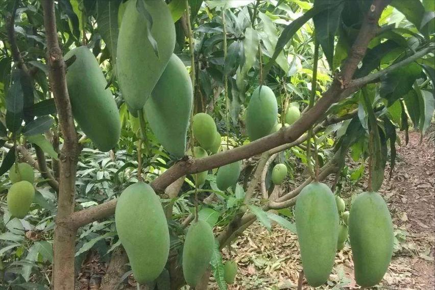 蘋果股票行情詳解，分析與投資決策步驟指南（初學者與進階用戶適用）