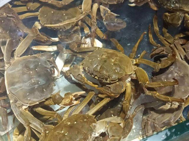 螃蟹的價格揭秘，一次自然美景探索之旅的收獲與體驗