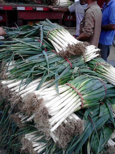 安丘大蔥最新價(jià)格動(dòng)態(tài),安丘大蔥最新價(jià)格動(dòng)態(tài)，小巷深處的蔥香秘境