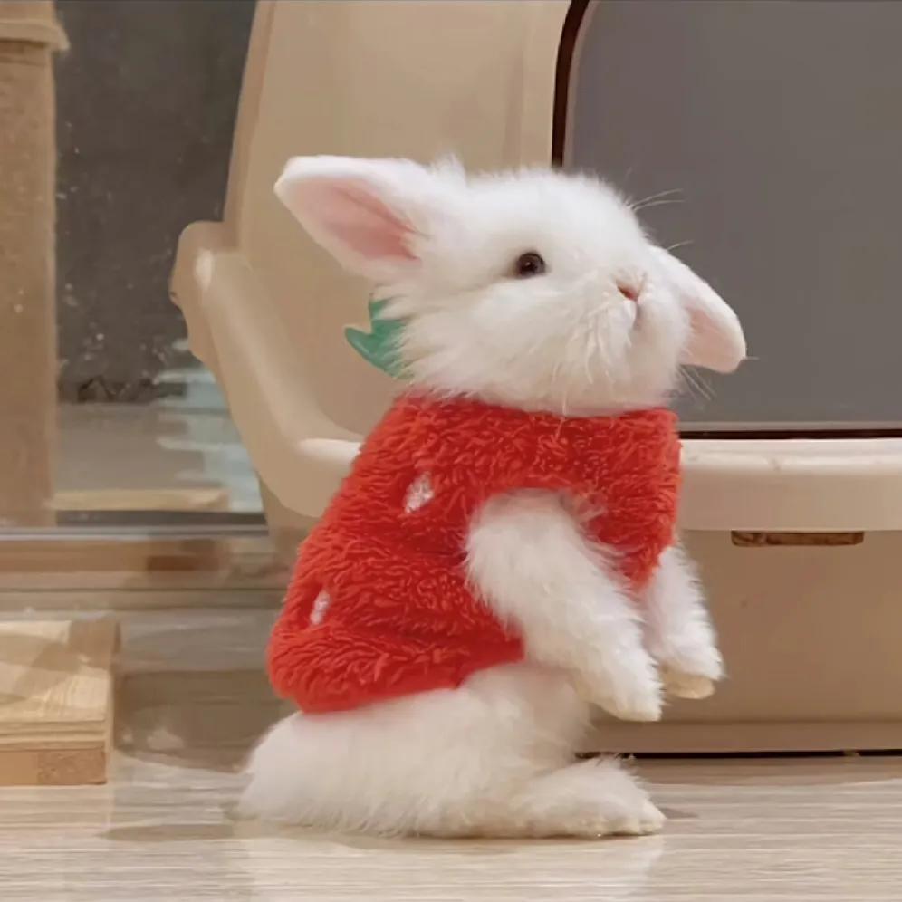 最新可愛頭像，時(shí)尚潮流中的萌文化表達(dá)新風(fēng)尚