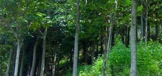 深度解析，5年沉香樹整棵價格全面剖析