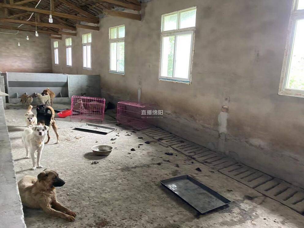 撞狗事件追蹤進(jìn)展及后續(xù)發(fā)展