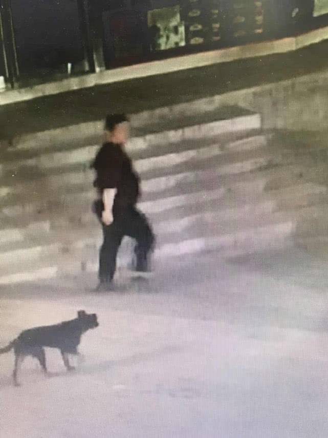 撞狗事件追蹤進(jìn)展及后續(xù)發(fā)展