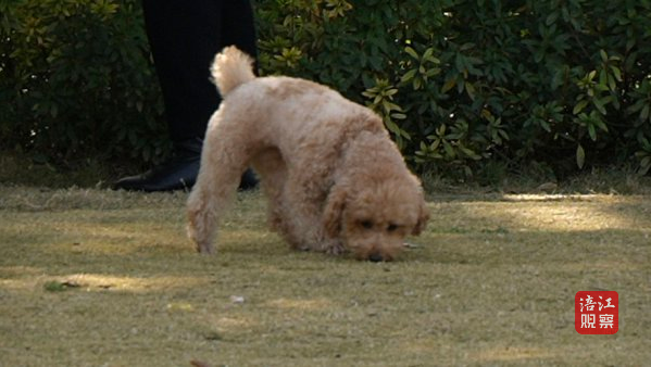 撞狗事件追蹤進(jìn)展及后續(xù)發(fā)展