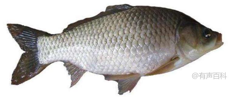 最新鯽魚品種詳解，探索新品種的魅力