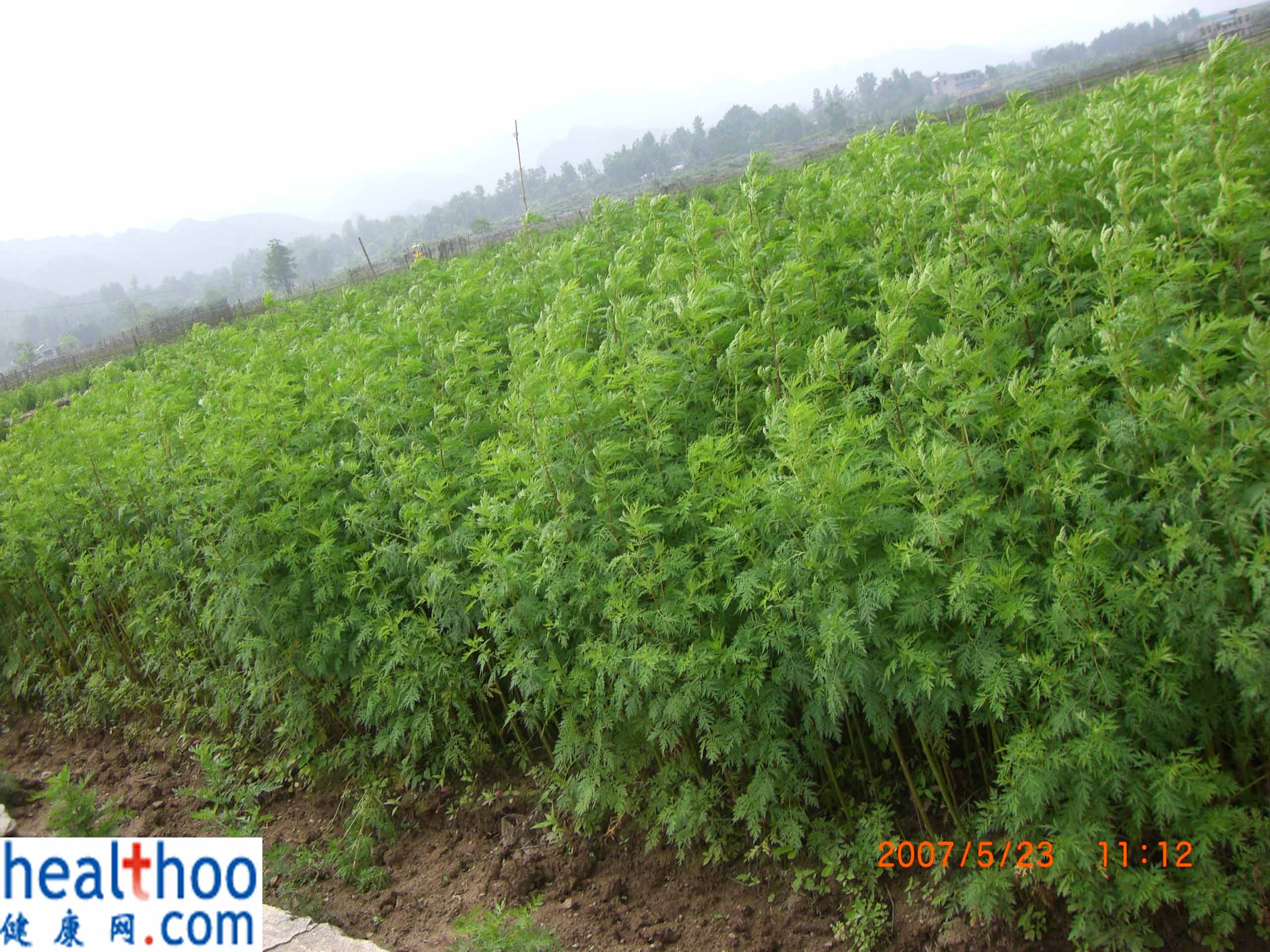 青蒿行情,青蒿行情與友情的小確幸