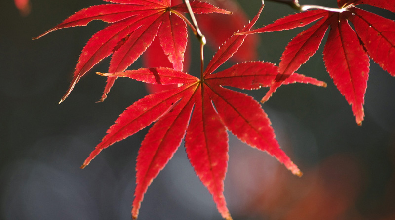 羽毛楓價(jià)格震蕩下跌背后的機(jī)遇與挑戰(zhàn)，學(xué)習(xí)與成長的探索之旅