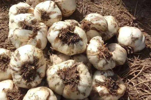 探訪小巷中的獨(dú)特百合小店，新鮮百合上市季節(jié)揭秘！