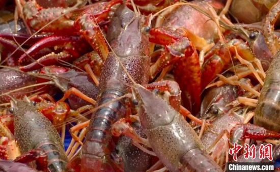 小龍蝦上市公司，產(chǎn)業(yè)繁榮下的多維視角深度剖析