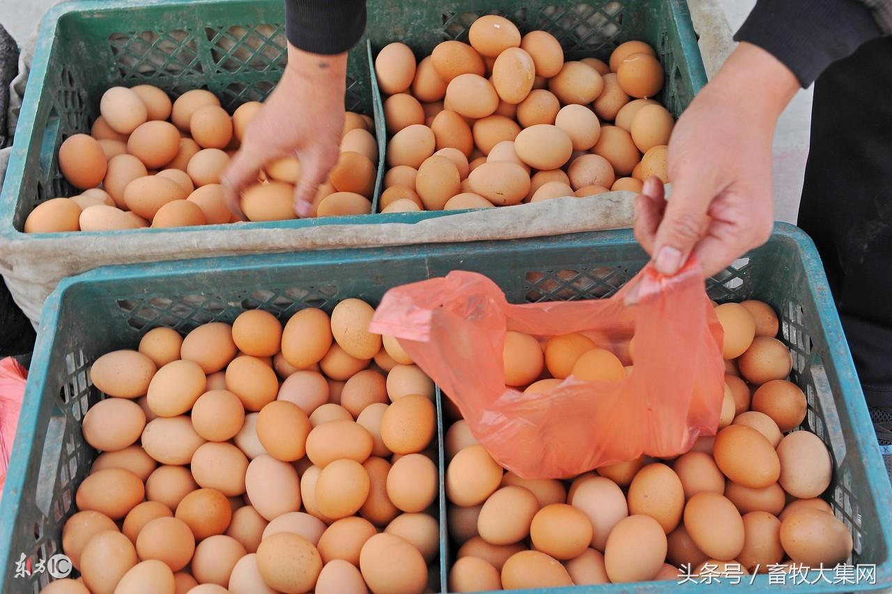 全國(guó)雞蛋最新批發(fā)價(jià)，市場(chǎng)分析、趨勢(shì)預(yù)測(cè)及影響因素全解析