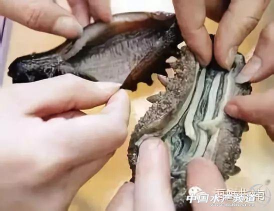 珍貴友情與海參故事，80-100頭海參價(jià)格表與珍貴體驗(yàn)