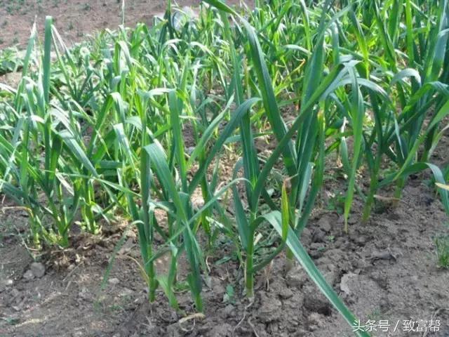 安丘大蒜最新市場(chǎng)價(jià)格揭秘，小巷深處的蒜香寶藏！