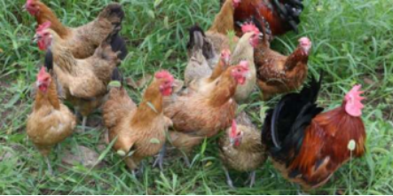 最新母雞品種,最新母雞品種與溫馨農(nóng)場生活