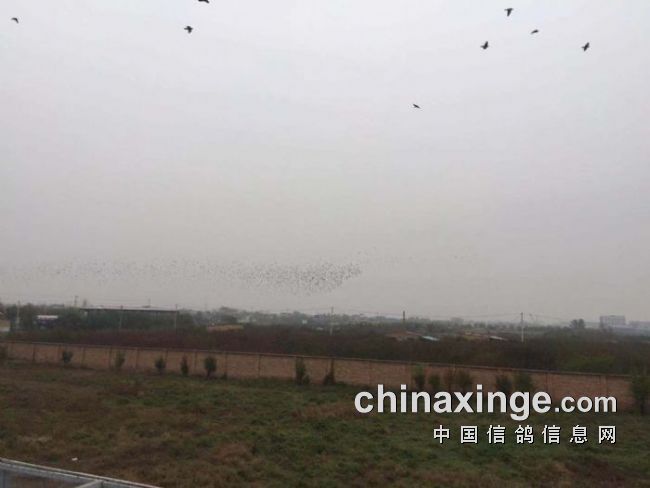 賽威公棚科技革新突破，未來高科技產(chǎn)品重塑體驗(yàn)新紀(jì)元