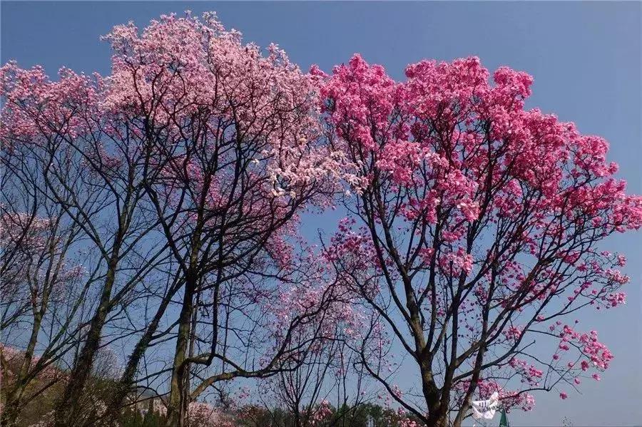 櫻花行情，浪漫滿溢的櫻花季來(lái)臨！