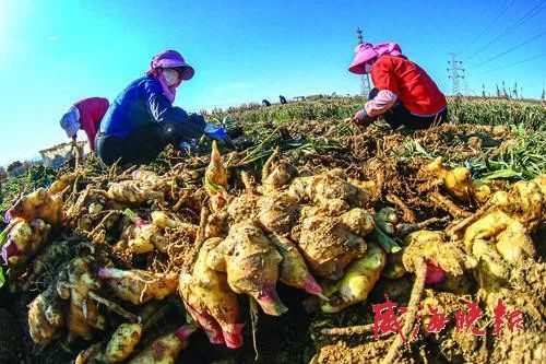 乳山大姜最新行情動態(tài)更新，市場走勢分析