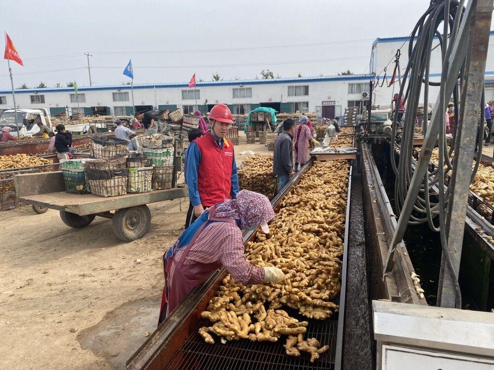 小姜價(jià)格行情深度解析，揭秘市場(chǎng)行情??