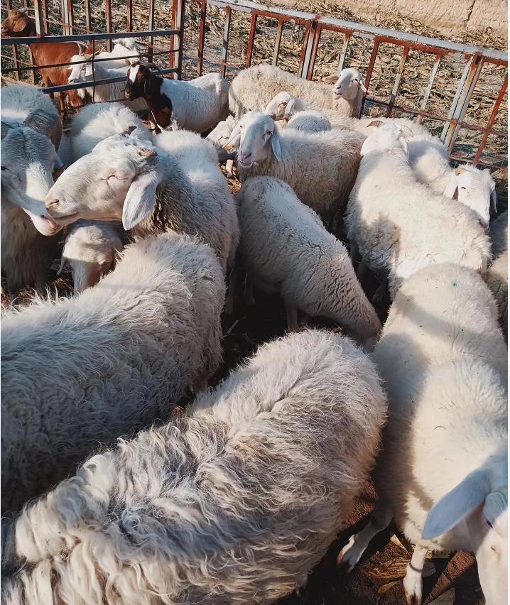 科技重塑農(nóng)業(yè)格局，玉米最新價格與智能引領(lǐng)未來趨勢分析